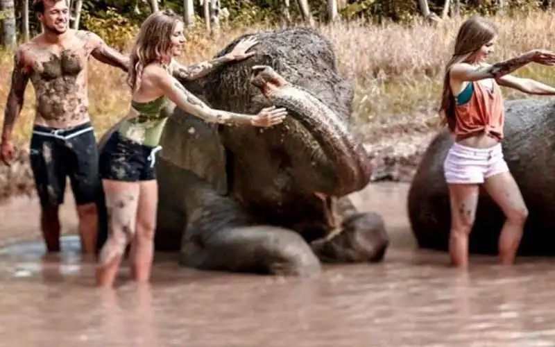 about elephant mud fun about elephant mud fun
